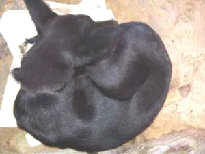 Cachorro raça Nd idade 2 a 6 meses nome Nina