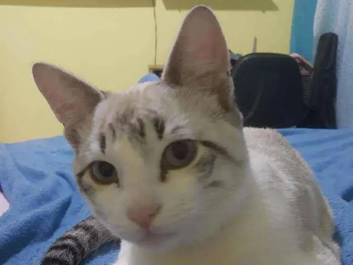 Gato ra a SAD idade 2 a 6 meses nome Nick