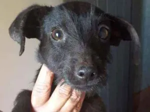 Cachorro raça Vira lata idade 2 a 6 meses nome Ñ tem nome