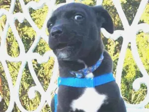 Cachorro raça  idade 2 a 6 meses nome Bento 