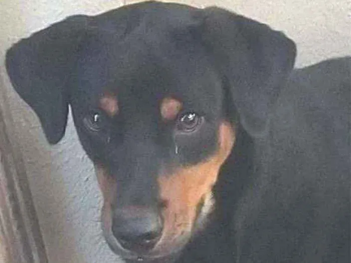 Cachorro ra a Vira lata idade 2 anos nome BLACK