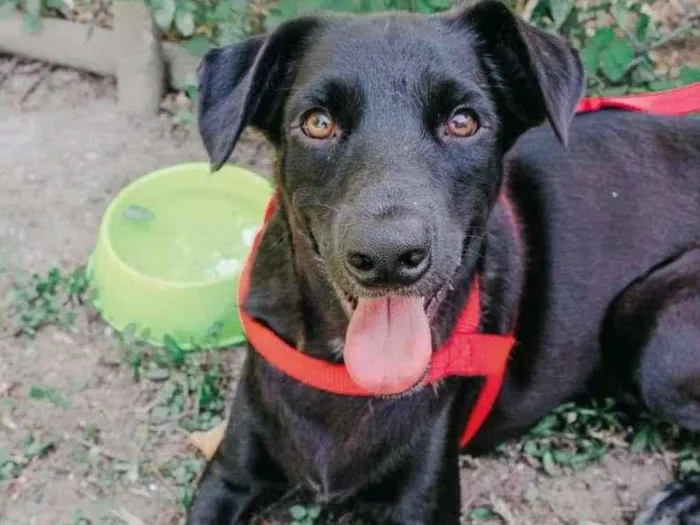 Cachorro ra a SRD-ViraLata idade 2 anos nome Leon