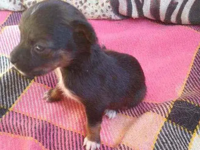Cachorro ra a Viralata idade 2 a 6 meses nome Lilica, 