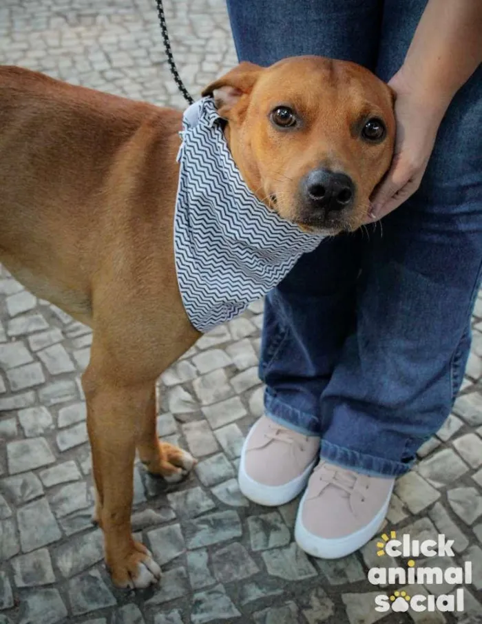Cachorro ra a SRD-ViraLata idade 2 anos nome Major