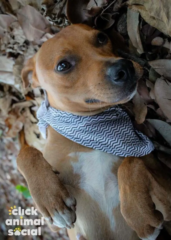 Cachorro ra a SRD-ViraLata idade 2 anos nome Major