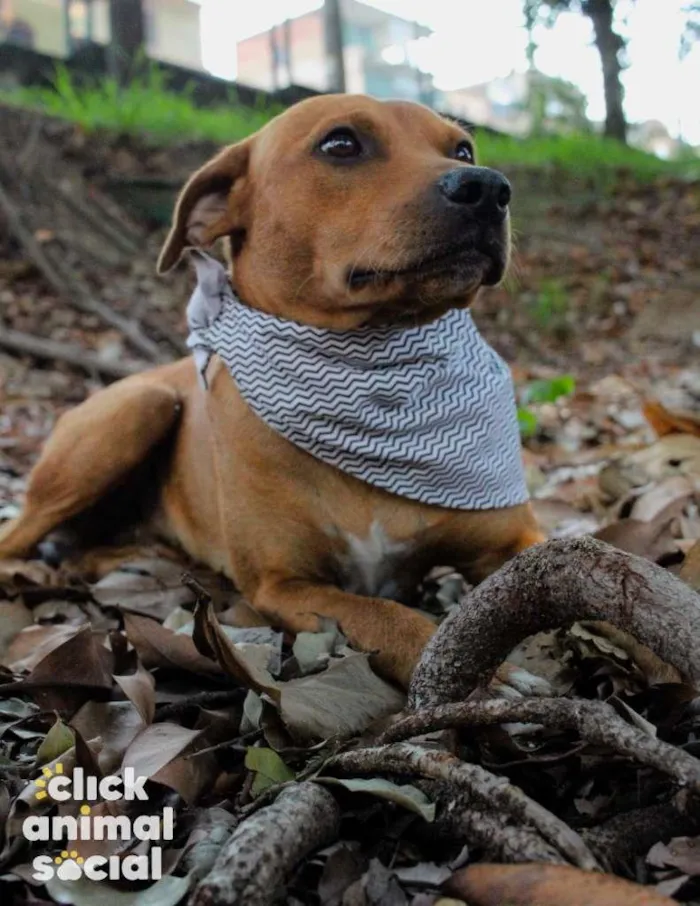 Cachorro ra a SRD-ViraLata idade 2 anos nome Major