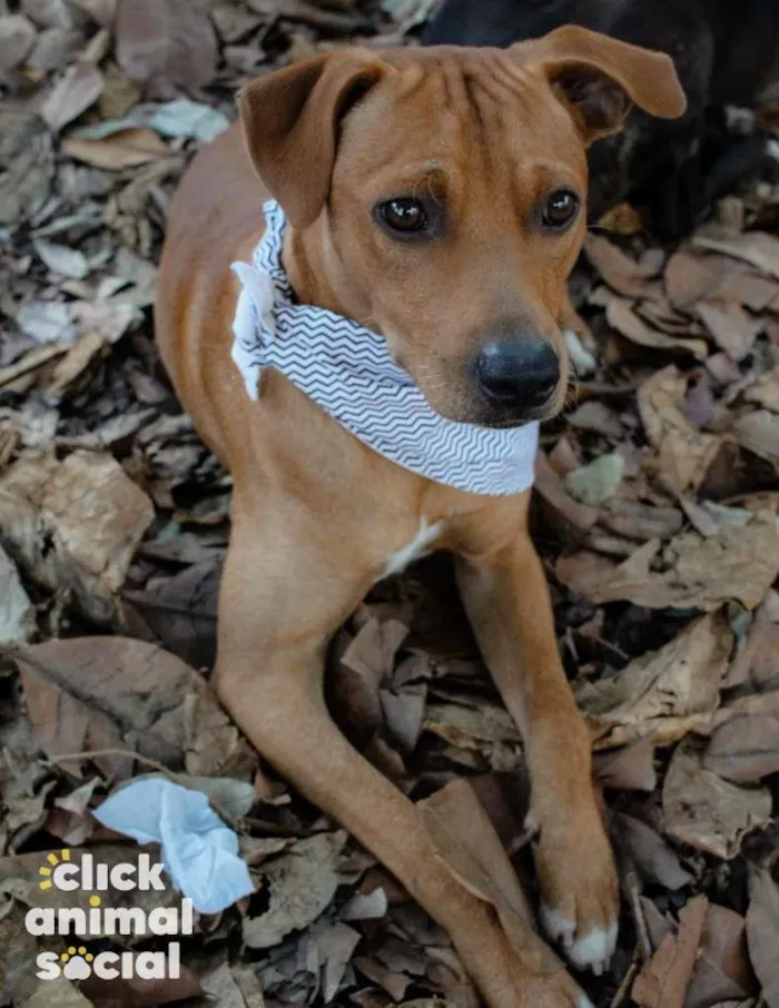 Cachorro ra a SRD-ViraLata idade 2 anos nome Major