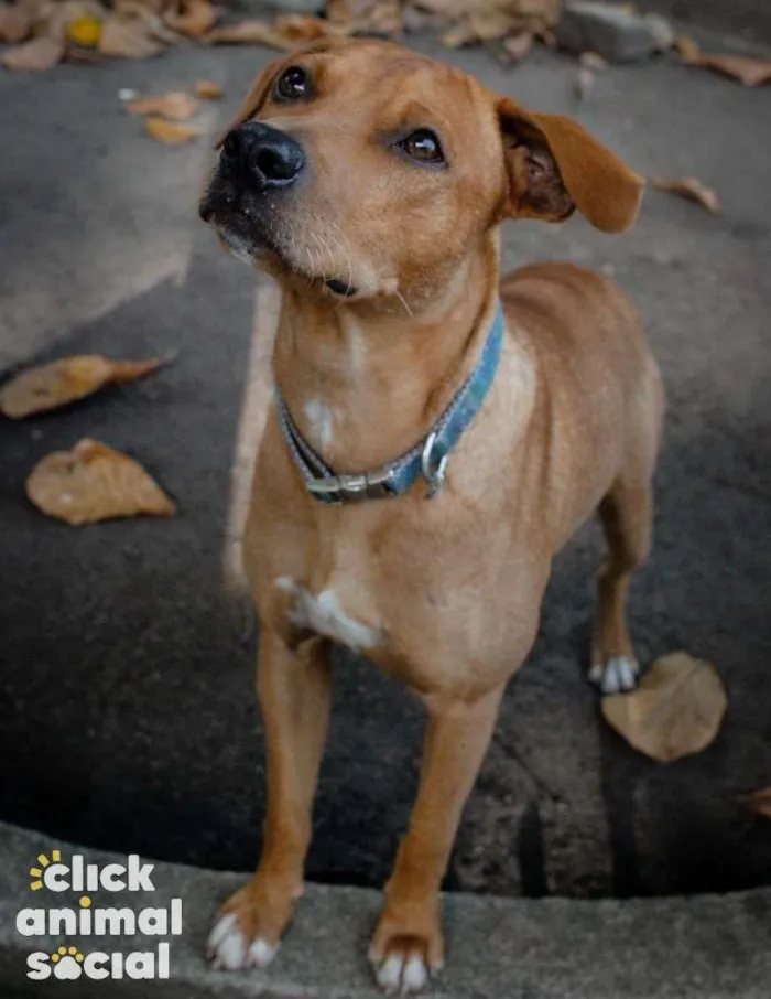 Cachorro ra a SRD-ViraLata idade 2 anos nome Major