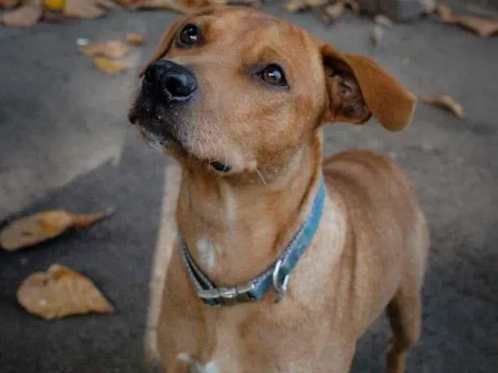 Cachorro ra a SRD-ViraLata idade 2 anos nome Major