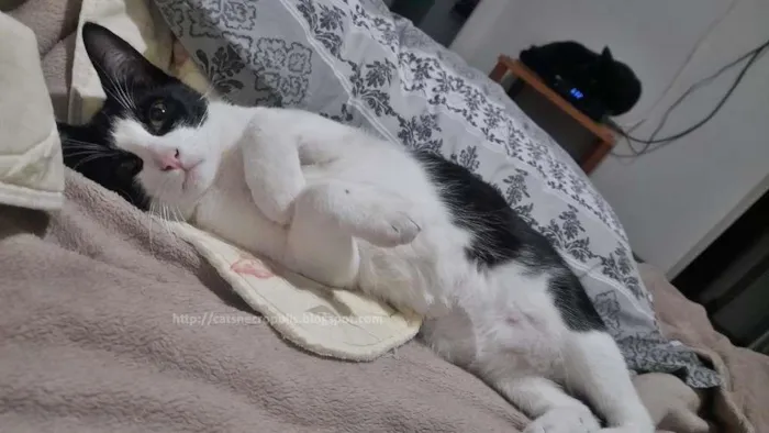 Gato ra a srd idade 2 a 6 meses nome frajola