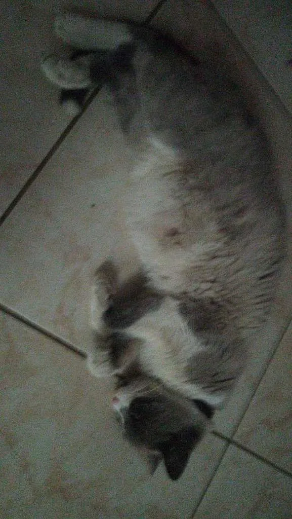 Gato raça  idade 5 anos nome cafe com leite 