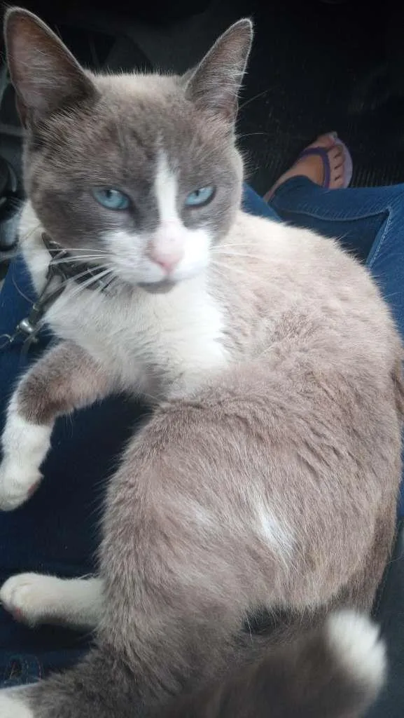 Gato raça  idade 5 anos nome cafe com leite 