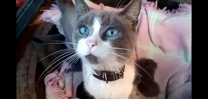 Gato raça  idade 5 anos nome cafe com leite 