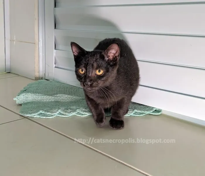 Gato ra a srd idade 2 a 6 meses nome irmãos