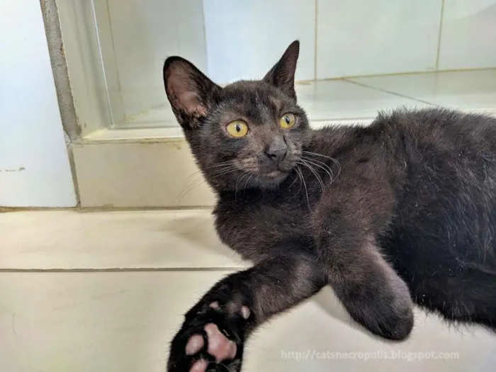 Gato ra a srd idade 2 a 6 meses nome irmãos