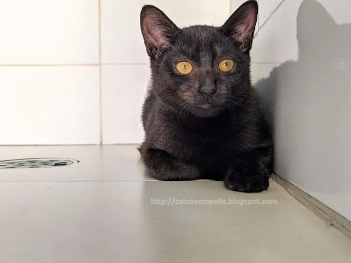 Gato ra a srd idade 2 a 6 meses nome irmãos