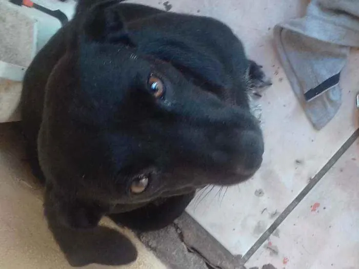 Cachorro ra a vira lata idade 1 ano nome preta