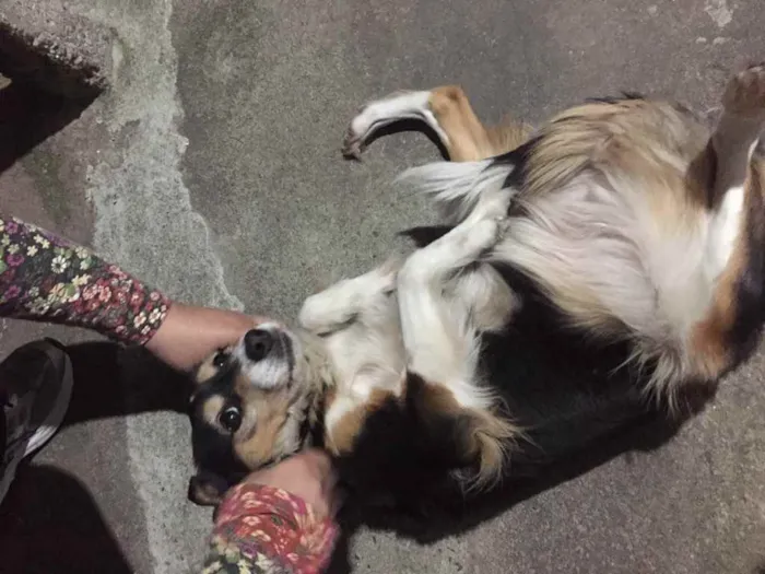 Cachorro ra a Vira latas idade 6 ou mais anos nome Fuleca