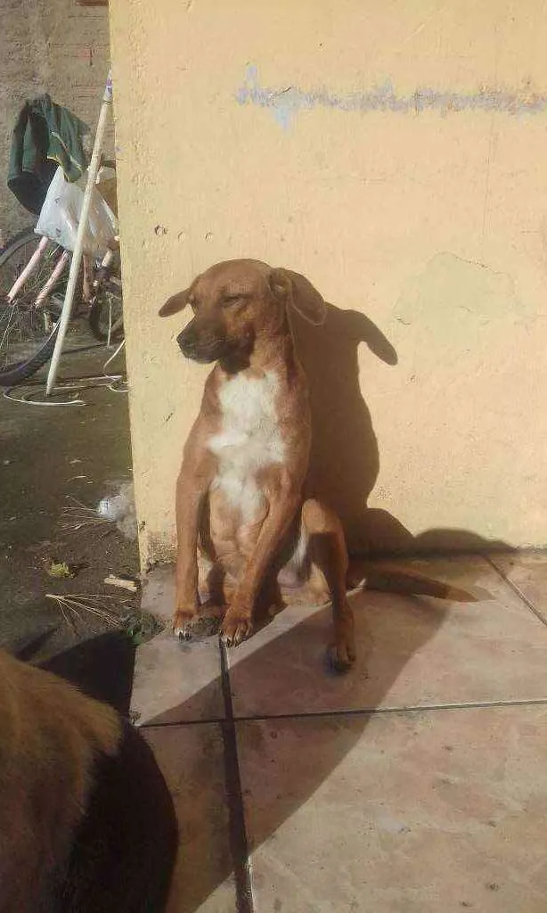 Cachorro ra a vira lata idade 1 ano nome brânquinha 