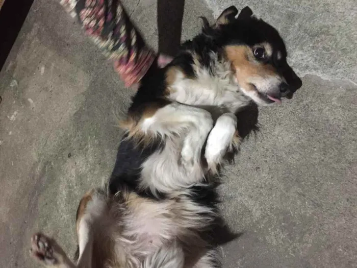 Cachorro ra a Vira latas idade 6 ou mais anos nome Fuleca