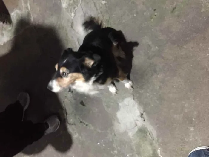 Cachorro ra a Vira latas idade 6 ou mais anos nome Fuleca