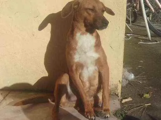 Cachorro ra a vira lata idade 1 ano nome brânquinha 