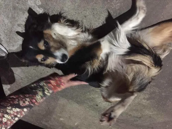 Cachorro ra a Vira latas idade 6 ou mais anos nome Fuleca