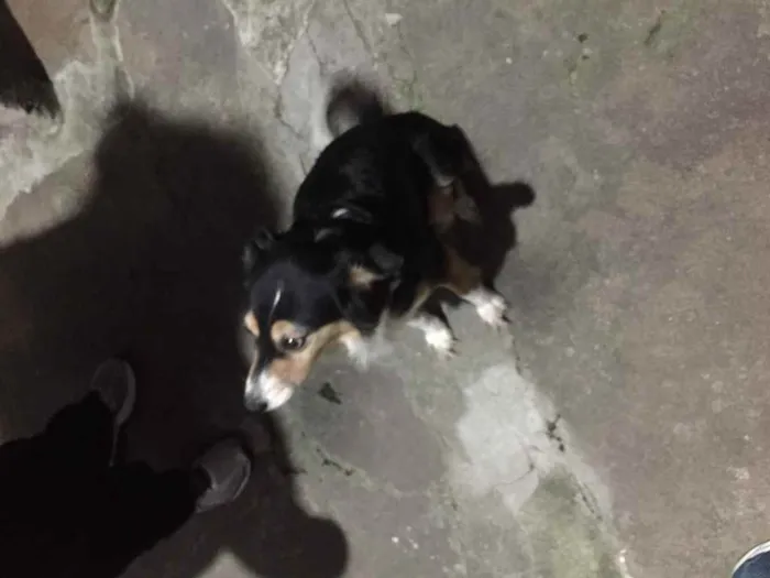 Cachorro ra a Vira latas idade 6 ou mais anos nome Fuleca