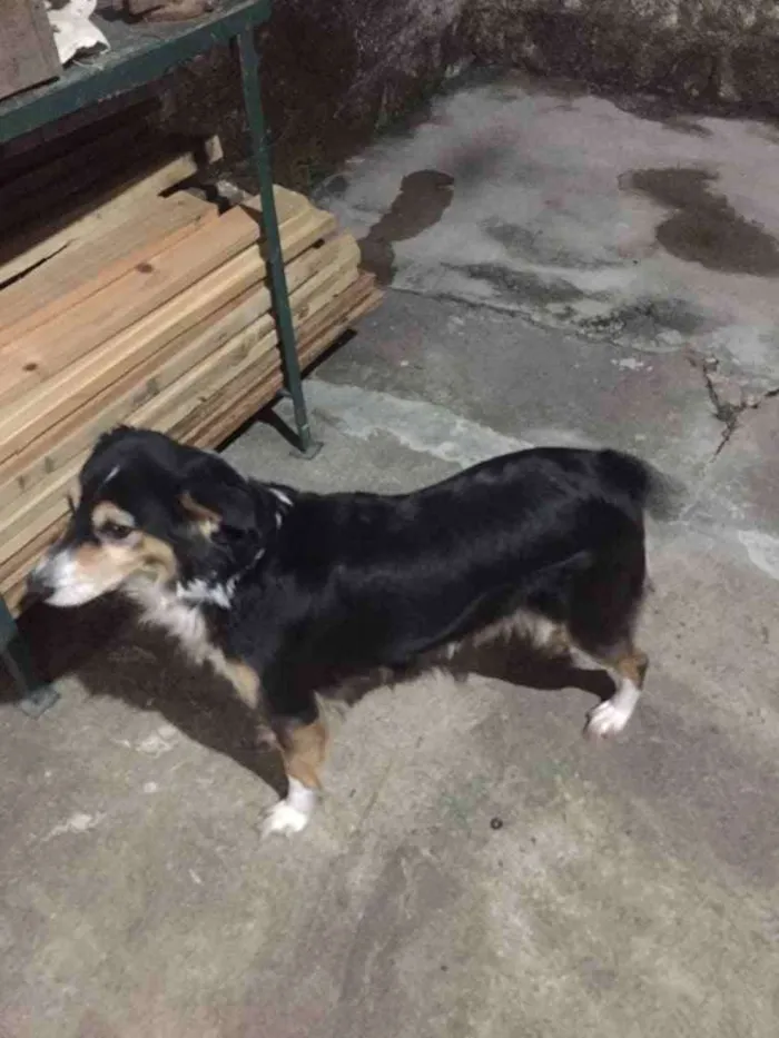 Cachorro ra a Vira latas idade 6 ou mais anos nome Fuleca