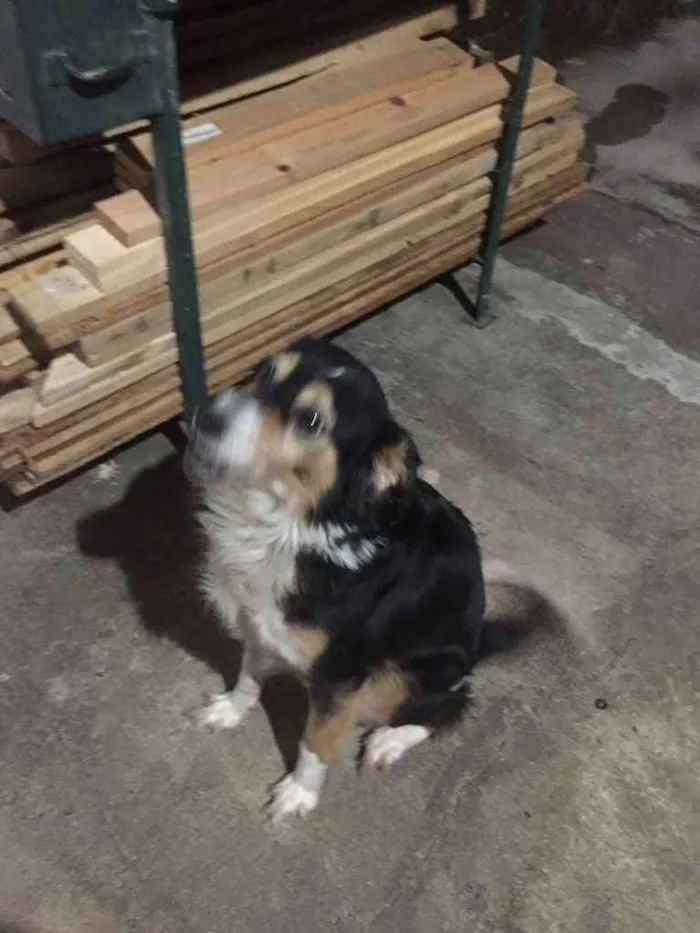 Cachorro ra a Vira latas idade 6 ou mais anos nome Fuleca