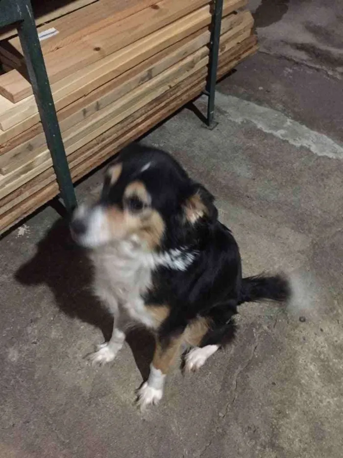 Cachorro ra a Vira latas idade 6 ou mais anos nome Fuleca