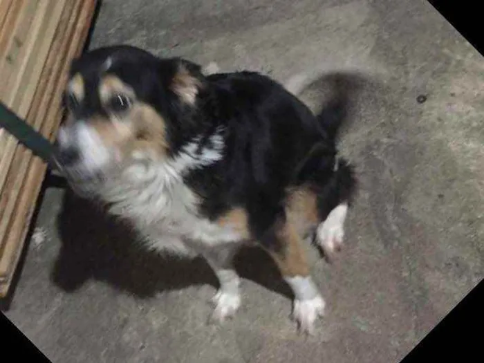 Cachorro ra a Vira latas idade 6 ou mais anos nome Fuleca