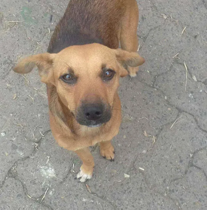 Cachorro ra a vira lata idade 1 ano nome feia ou fefe 