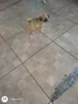 Ursinho