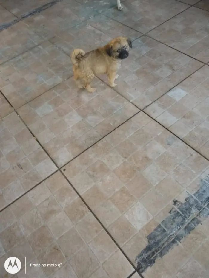 Cachorro ra a SRD idade 2 a 6 meses nome Ursinho