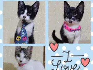 Gato raça Srd idade 2 a 6 meses nome Filhotes gatinhos 