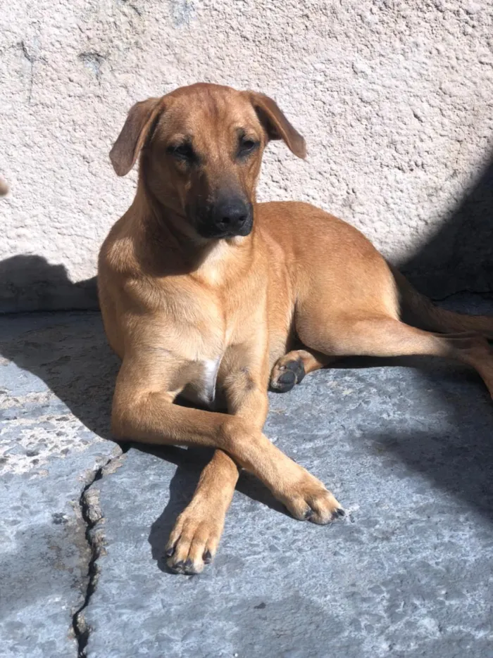 Cachorro ra a SRD idade 1 ano nome Simba