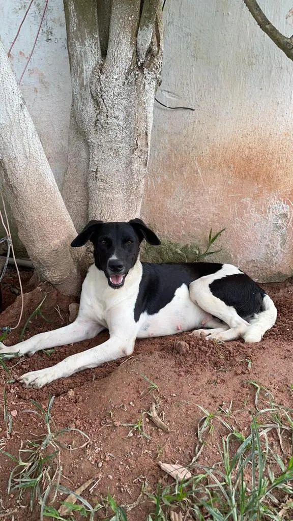 Cachorro ra a SRD idade 2 anos nome Brigitte