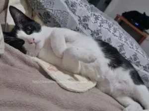 Gato raça srd idade 2 a 6 meses nome frajola