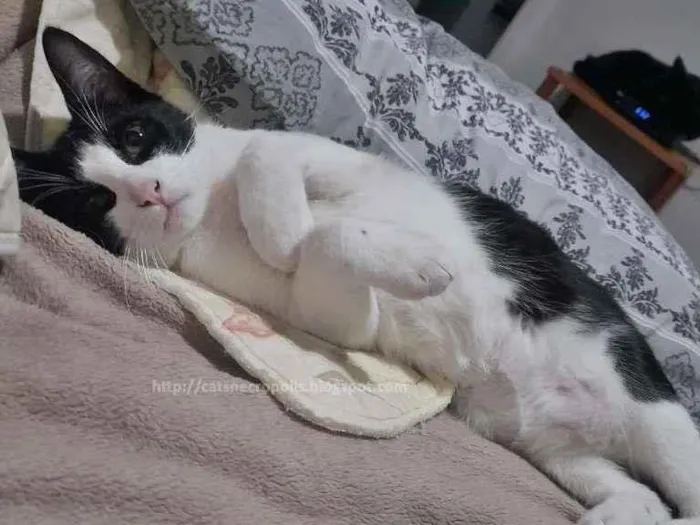 Gato ra a srd idade 2 a 6 meses nome frajola