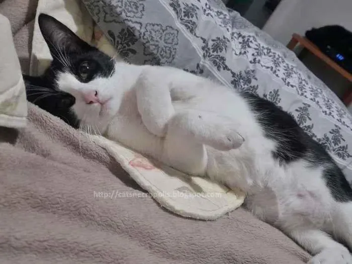 Gato ra a srd idade 2 a 6 meses nome frajola