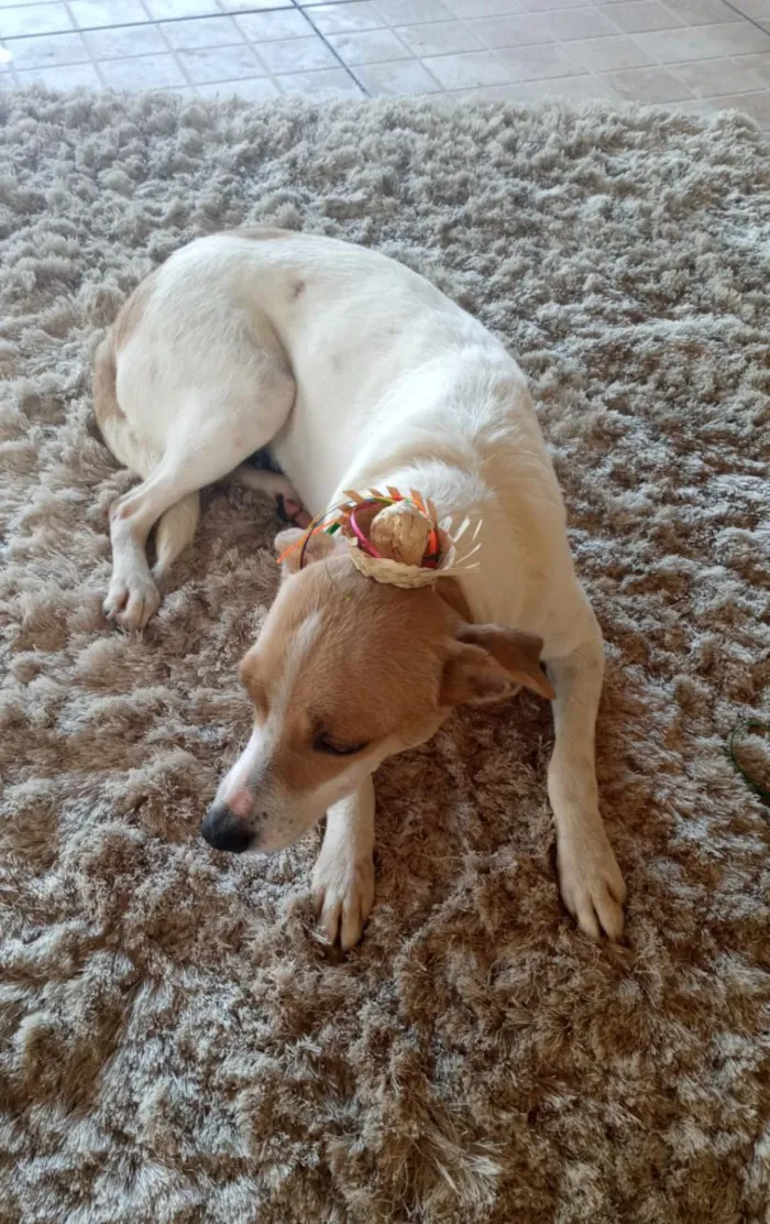 Cachorro ra a SRD idade 2 anos nome Sol