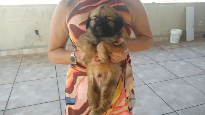 Cachorro ra a SRD idade 2 a 6 meses nome Ursinho