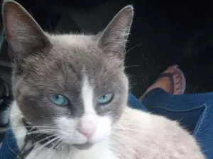 Gato raça  idade 5 anos nome cafe com leite 