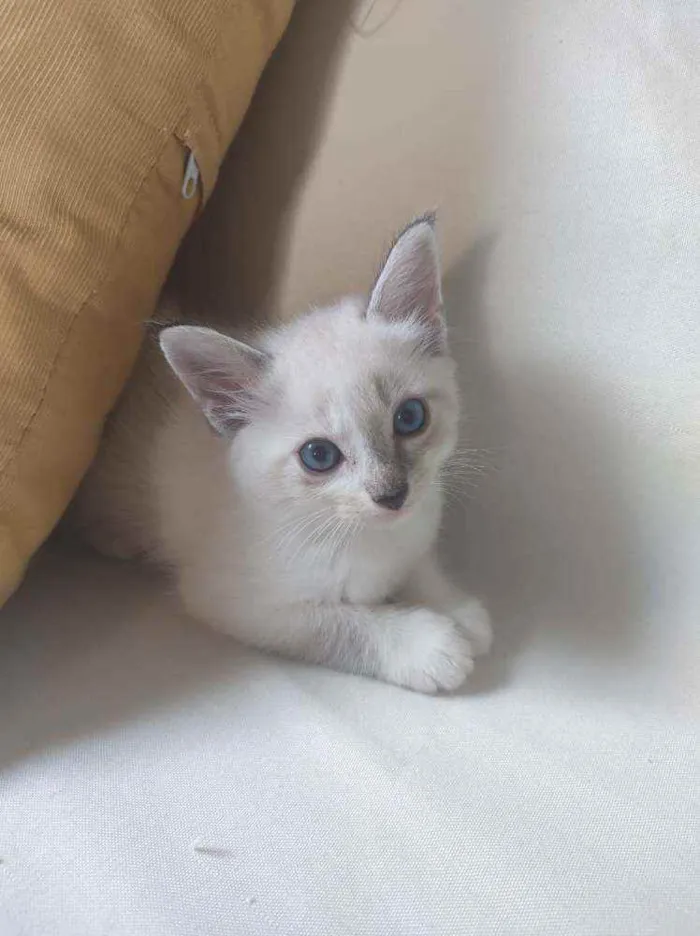 Gato ra a Sem raça definida idade  nome Sem nome