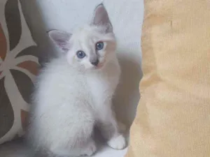 Gato raça Sem raça definida idade  nome Sem nome