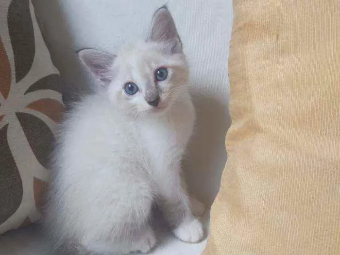 Gato ra a Sem raça definida idade  nome Sem nome
