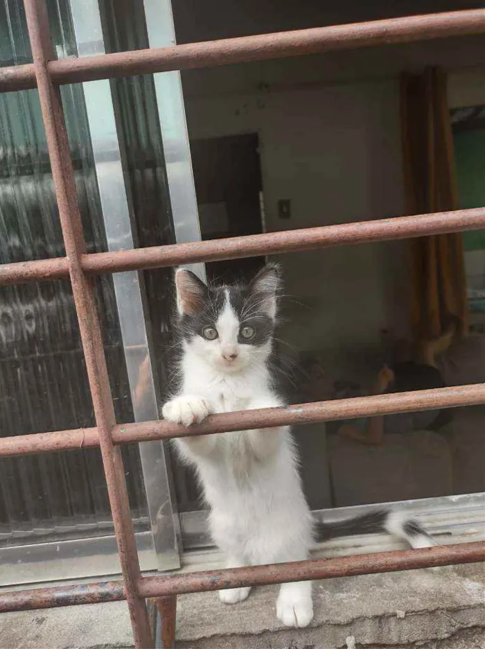 Gato ra a Sem raça definida idade Abaixo de 2 meses nome Sem nome