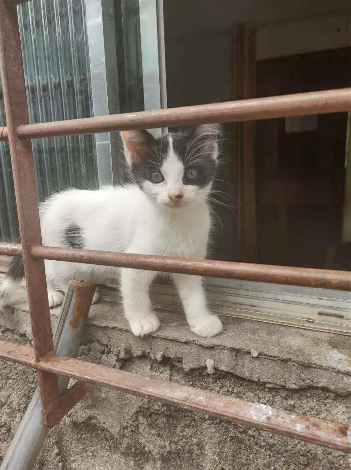 Gato ra a Sem raça definida idade Abaixo de 2 meses nome Sem nome