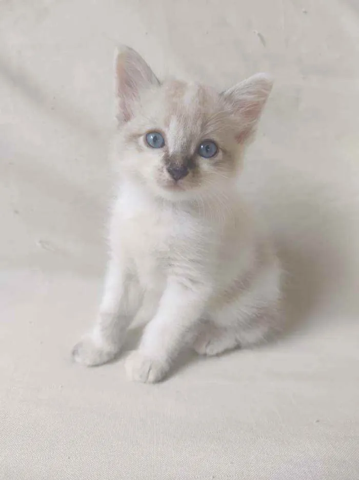 Gato ra a Sem raça definida idade Abaixo de 2 meses nome Sem nome